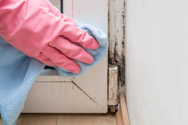 Best Mold Testing  in Marlin, TX